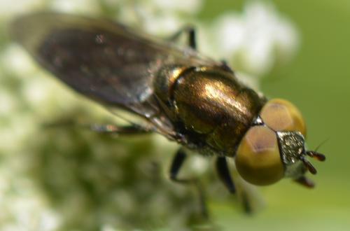 Riponnensia splendens